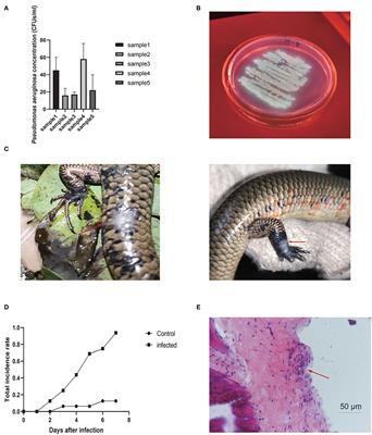 Identification of Pseudomonas aeruginosa From the Skin Ulcer Disease of Crocodile Lizards (Shinisaurus crocodilurus) and Probiotics as the Control Measure